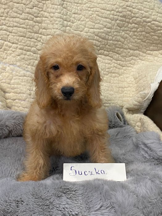 Sprzedam śliczne cockapoo