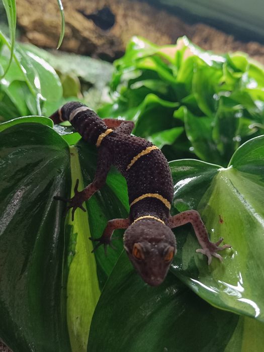 Gekon Chinski-Goniurosaurus Hainanensis