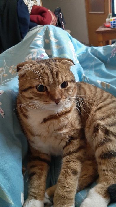 Случка кота , кіт на в'язку.