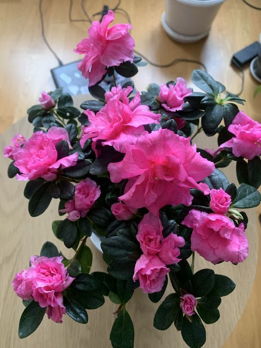 Азалія яскраво рожева