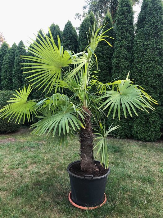 Palma Szorstkowiec Fortunego 230 cm