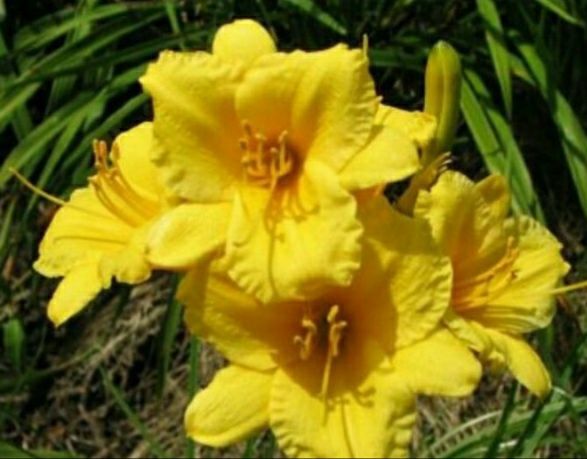 Цветы моего сада