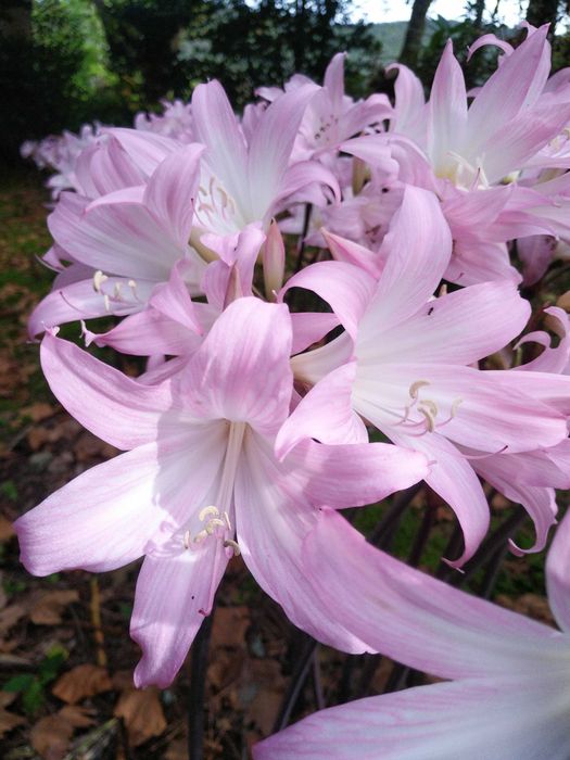 Meninas para a escola (Amaryllis belladonna) Amarílis Beladona