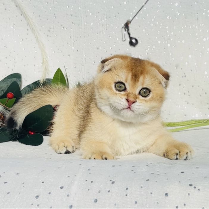 Шотландський вислоухий хлопчик