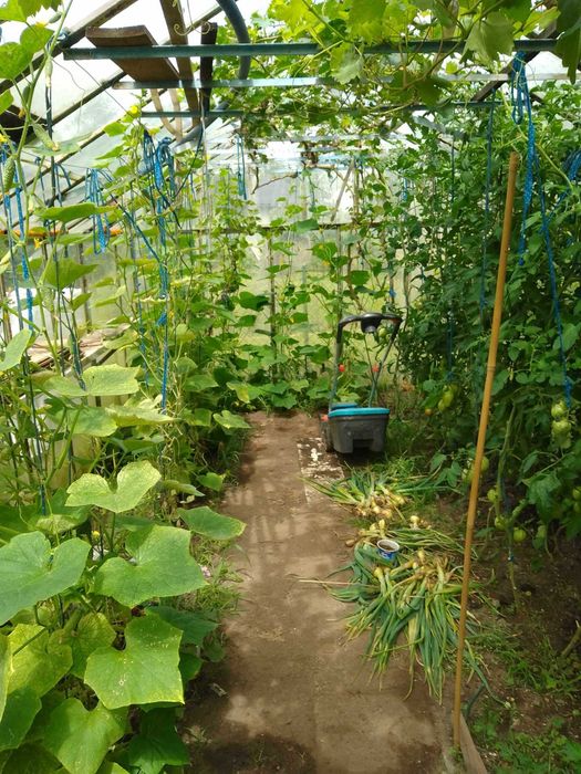 Działka ogrodnicza ROD, z altaną i szklarnią - Więcej