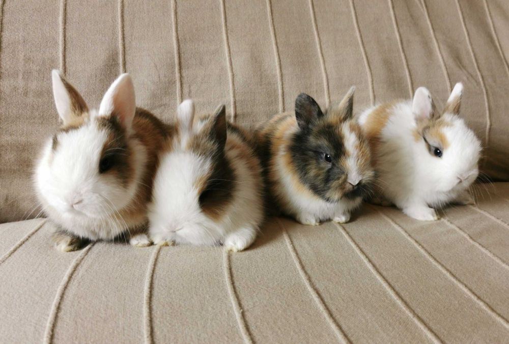 KIT Coelhos anões mini holandês, angorá e lion head lindíssimos