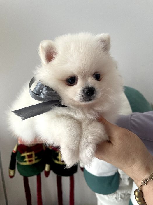 Померанські шпіци — Пухнасті друзі хочуть до вас