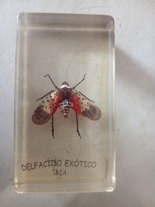 COLEÇÃO de insetos Verdadeiros  DA RBA
