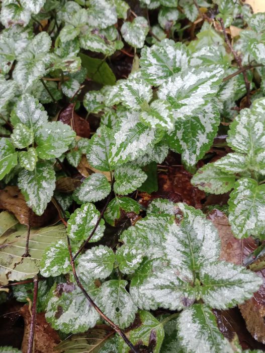 Gajowiec florentinum cień lub półcień