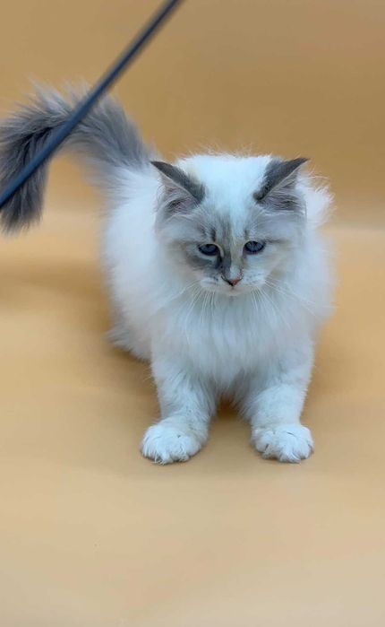 Сибірська дівчинка Герміона