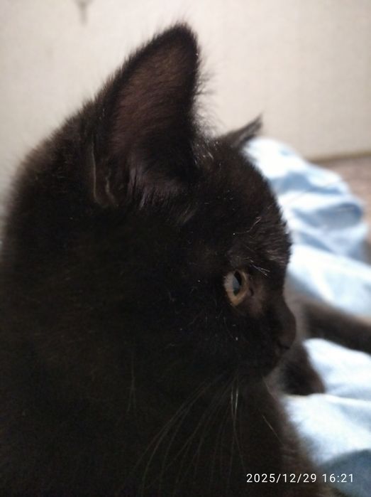 Продам котенка прямоухий британский