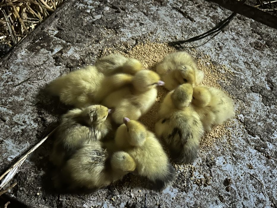 Patos de varias idades e galinhas tracadas de bhamas