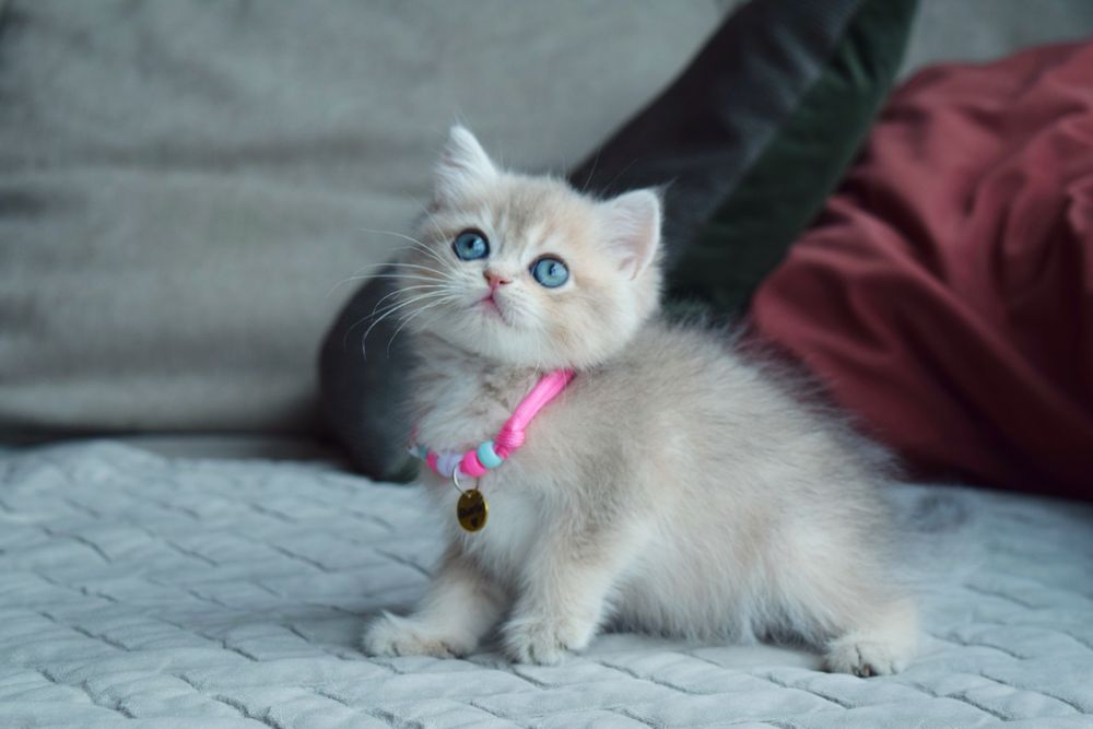 Хлопчик Блакитна Золота Шиншилла ay25 Київ