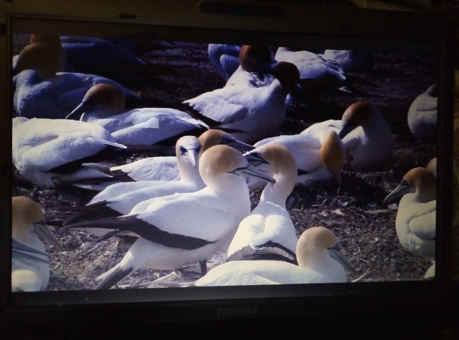 Срочно на Усилитель Pioneer = ноутбук
Windows 11pro 
Ssd 16/3Gb 
USB