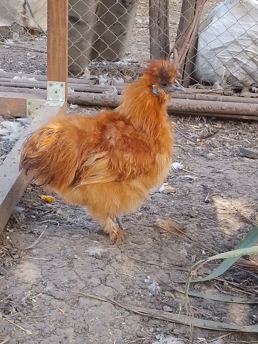 Півні пухові, шовкові кури.