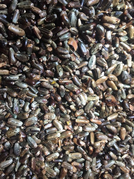 Sementes de cardo(Algarve)