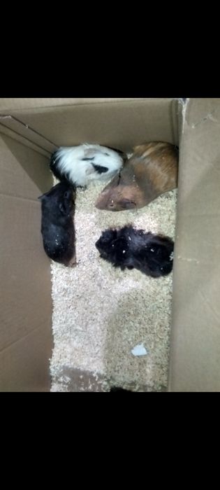 Детки морские свинки разные породы