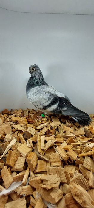 Szek, szeki, krotkodzioby polski, szymel