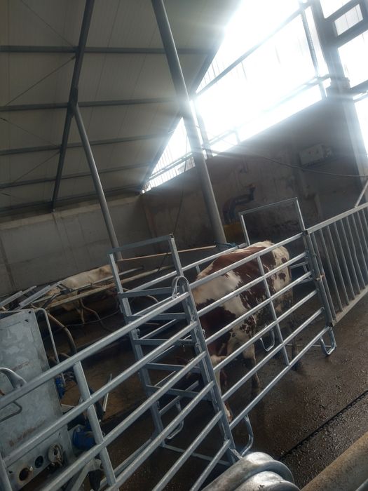 Korekcja racic u bydła