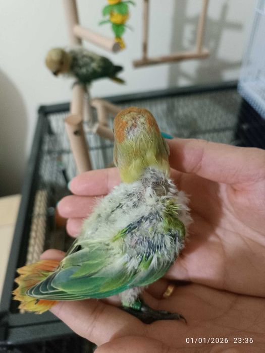 Agapórnis para cedencia