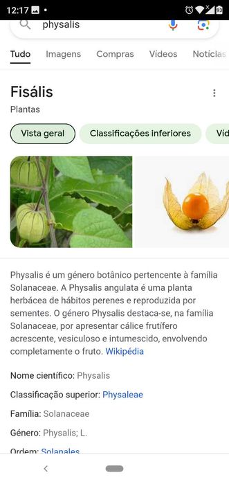 Vendo plantas de physalis