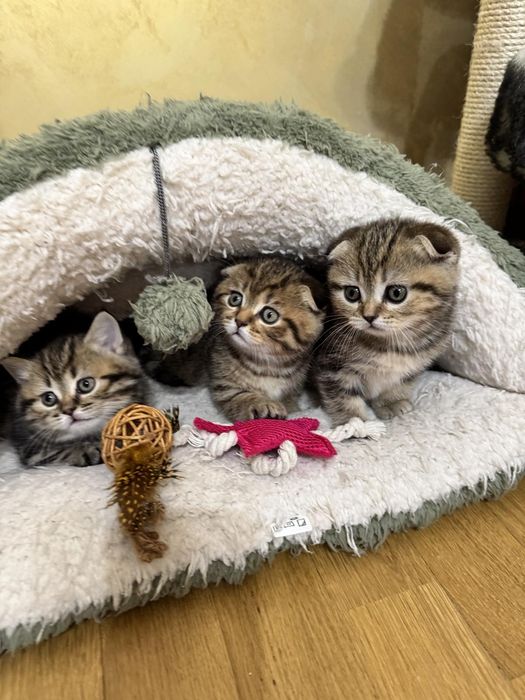 Кошенятка шотландці, котейки, мілашки