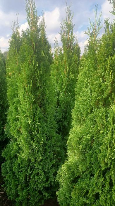 Sprzedam tuje "szmaragd" 1,6m-2,3m