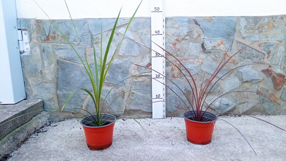 Tamarilho e Cordyline australis