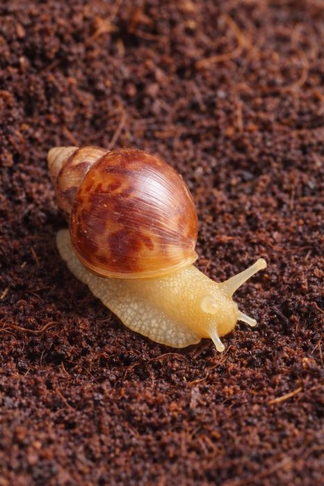 Ślimaki Afrykańskie