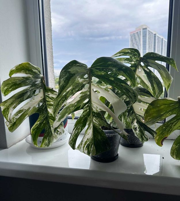 Рослинки Монстера Альба Варієгатна (Monstera Albo Variegata)