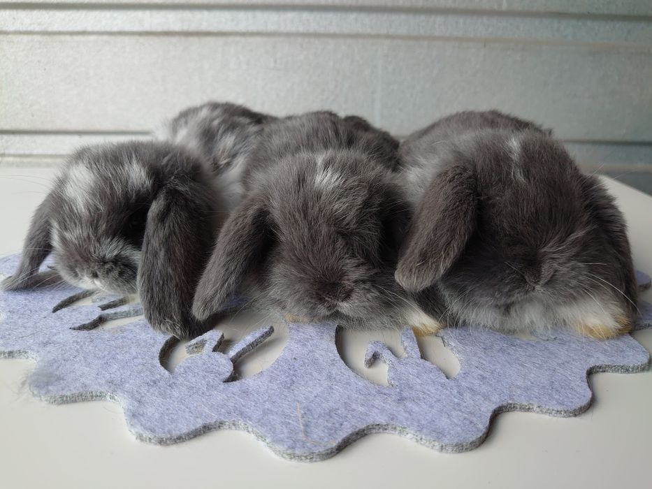 Króliki Mini -Lop