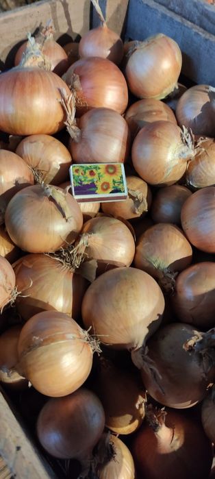Cebula sprzedam 15 kg worek