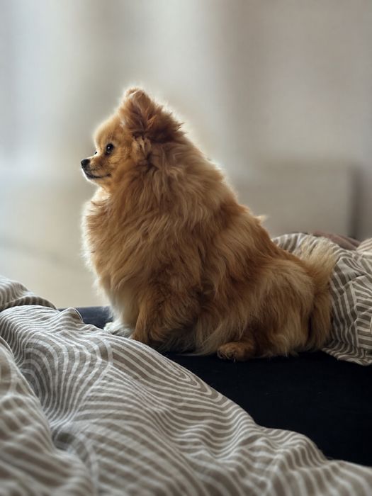 Pomeranian -Szpic miniaturowy