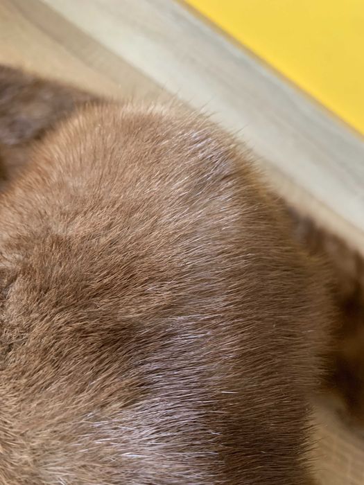 Хутро норки комір воротник часів срср