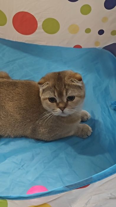 Вислоухая девочка в золотом окрасе