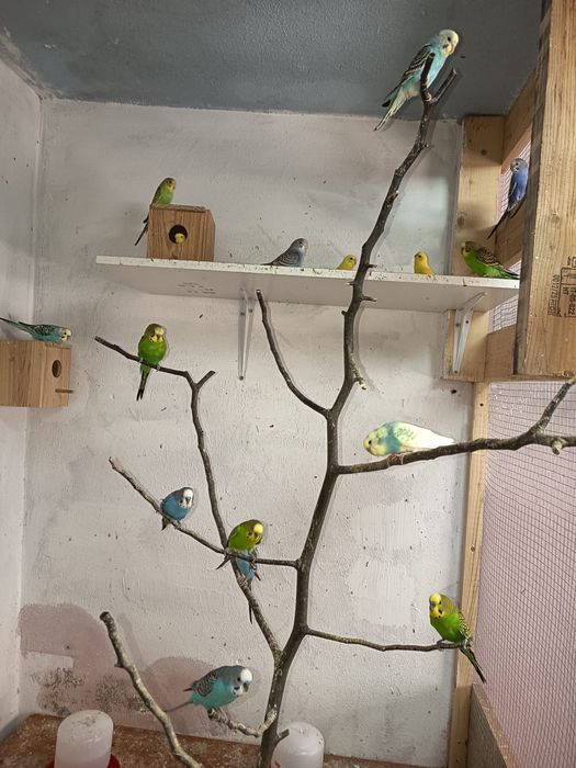 Periquitos novos