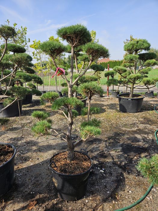 Sosna bonsai norks typ