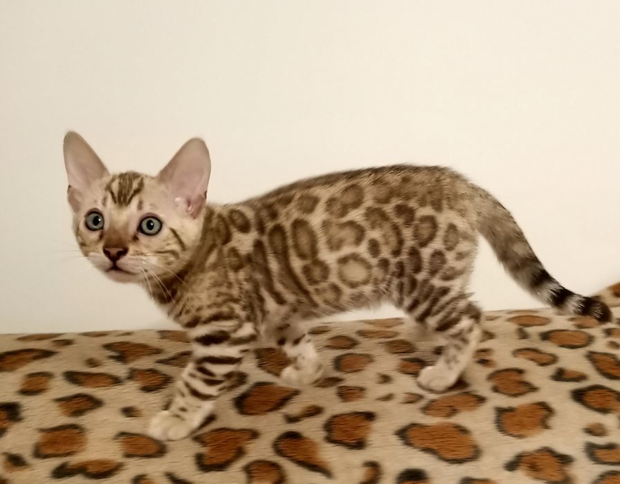 Kot bengalski kotka