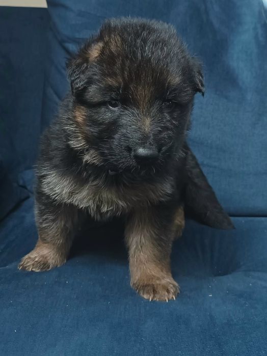 Owczarek niemiecki długowłosy szczeniak pies KHRON