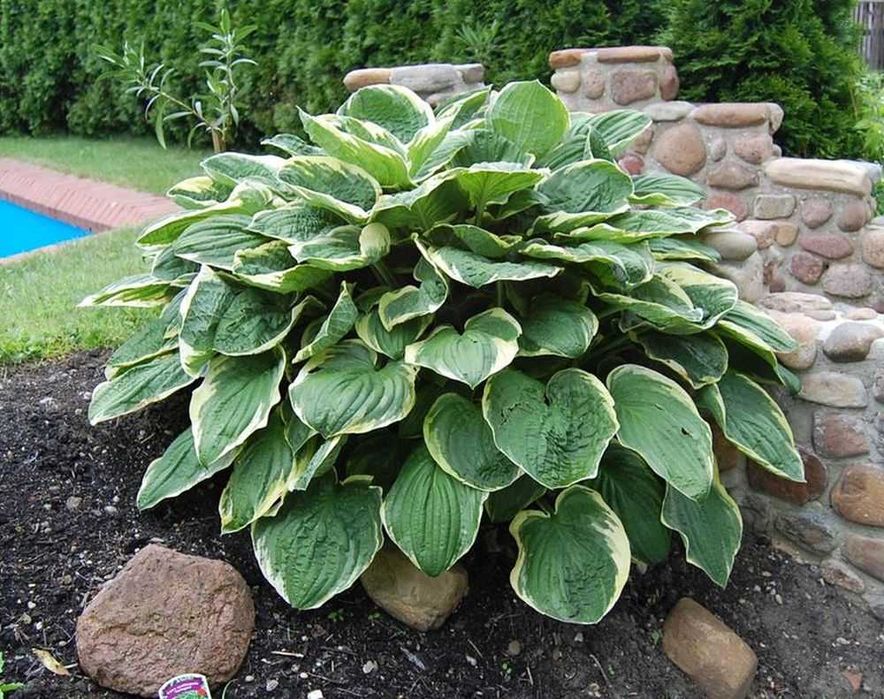 Funkia Hosta 'Christmas Tree' 022