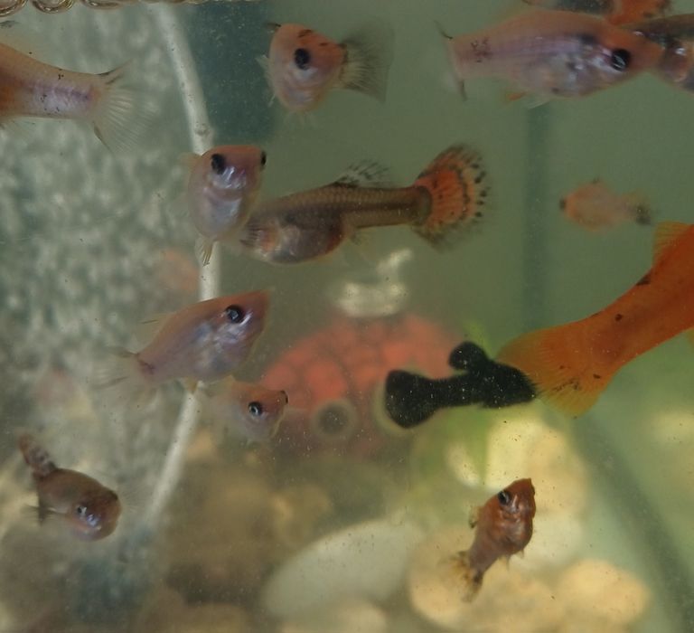 Продам деток моллинезии