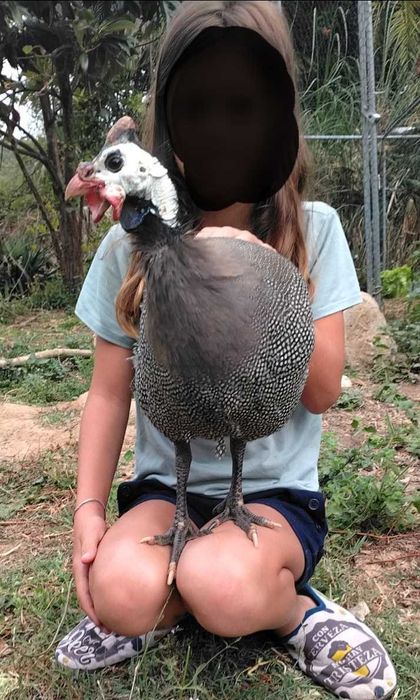 Galinha de angola macho
