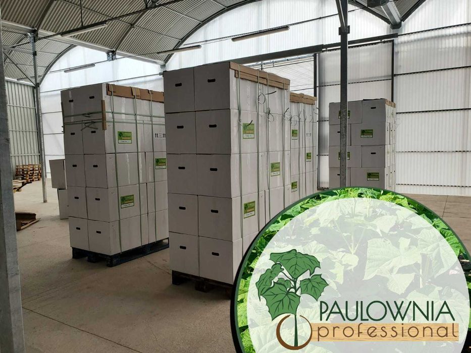 Paulownia Fortunei x Elongata Lote 100ud.