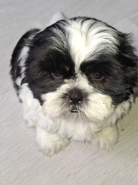 Szczeniaczki rasy shih tzu