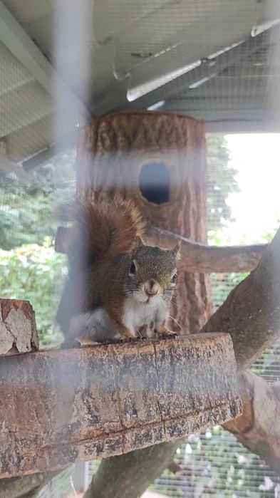 Wiewiórka Hudson Samica 2022r