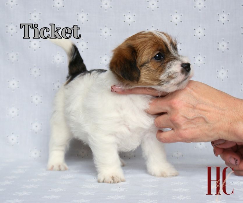 PIESEK TICKET Jack Russell Terrier szorstkowlosy ZKwP FCI