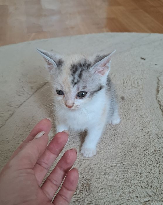 Віддам кошенят з "приданим"