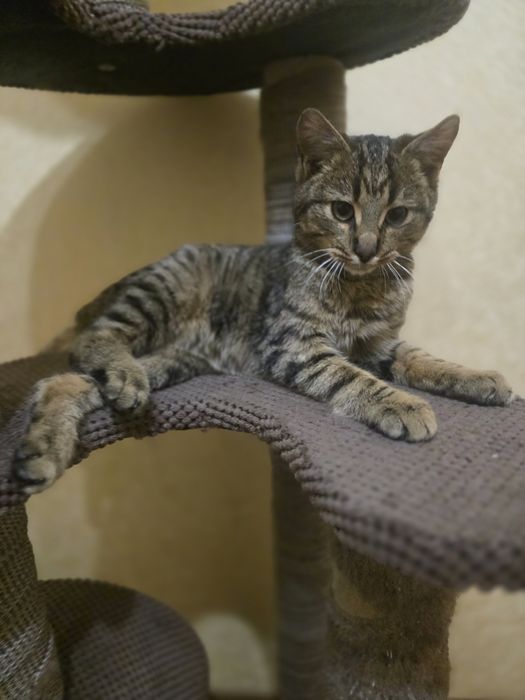 Котик в добрі ручки!