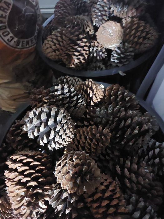 Pinhas de Pinheiro bravo novo