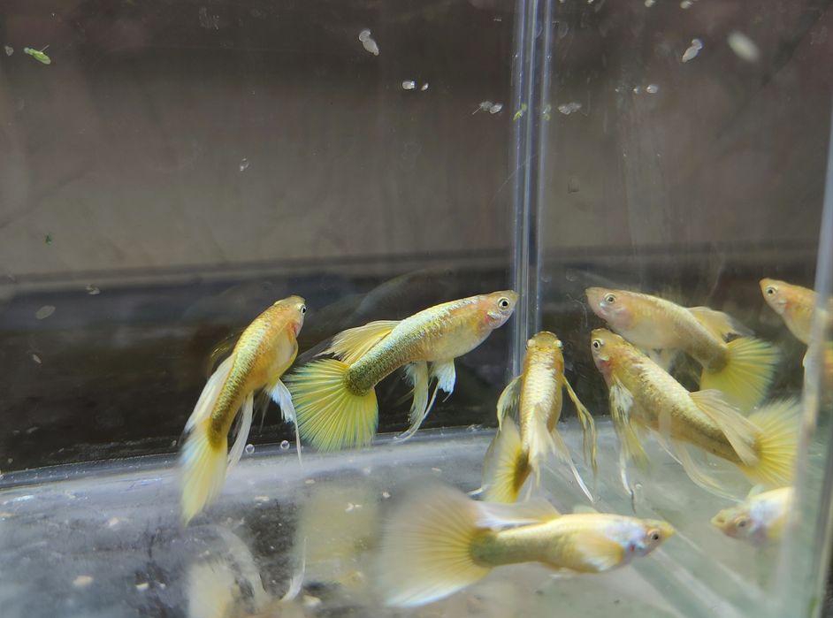 Gupiki full gold ribbon